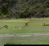 Yanchep  Lancelin - Wildlife Cave And Sands - Lightning Ridge Tourism