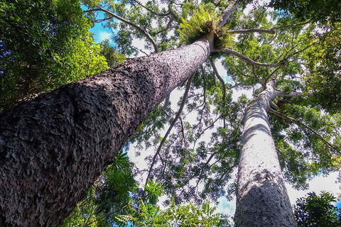 Paronella Park And Millaa Millaa Falls Full-day Tour From Cairns - Lightning Ridge Tourism 1
