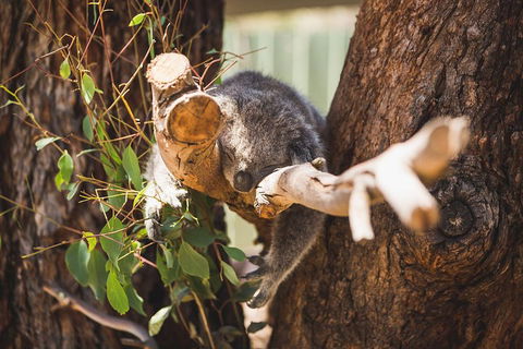 Phillip Island Medium Size Group Tour - Lightning Ridge Tourism 1