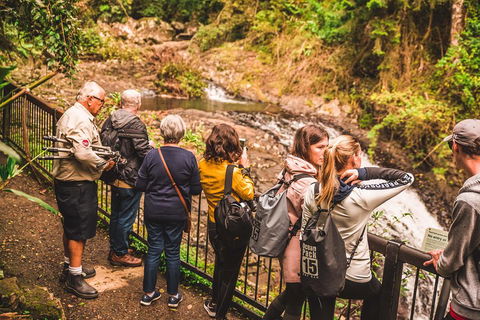 Full-day Springbrook National Park Tour From The Gold Coast - Lightning Ridge Tourism 0