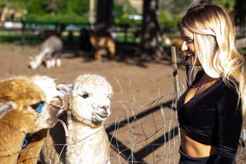 O'Reilly's & Lamington National Park Incl. Alpaca Farm + Vineyard - Lightning Ridge Tourism 3