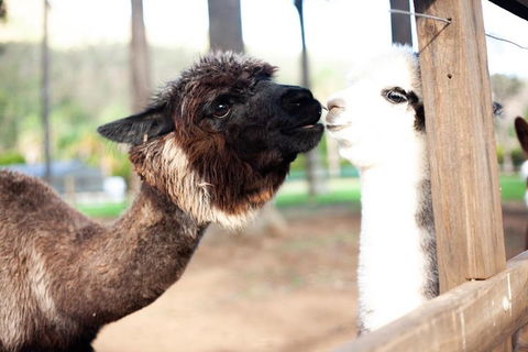 O'Reilly's & Lamington National Park Incl. Alpaca Farm + Vineyard - Lightning Ridge Tourism 4