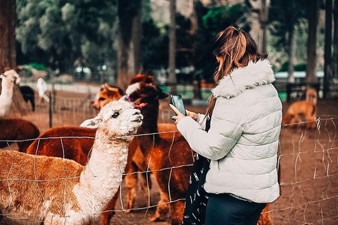 O'Reilly's & Lamington National Park Incl. Alpaca Farm + Vineyard - Lightning Ridge Tourism 5