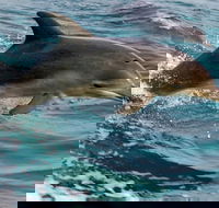 1.5HR Mudjimba Island Wildlife Safari - Lightning Ridge Tourism