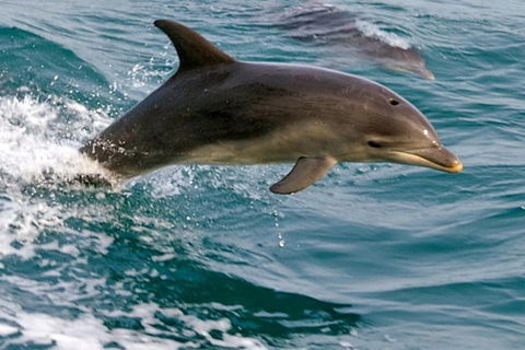 1.5HR Mudjimba Island Wildlife Safari - Lightning Ridge Tourism 0