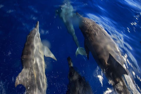 1.5HR Mudjimba Island Wildlife Safari - Lightning Ridge Tourism 3