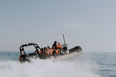 Adventure Whale Watching Tour Mooloolaba - Lightning Ridge Tourism 0