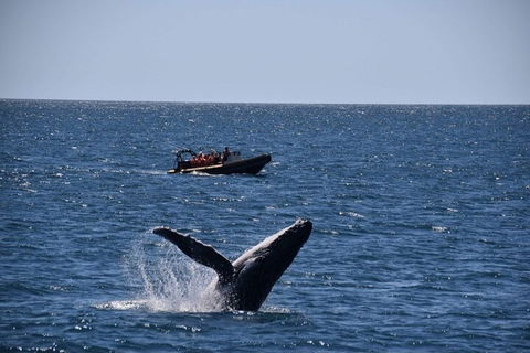 Adventure Whale Watching Tour Mooloolaba - Lightning Ridge Tourism 1