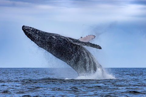 Adventure Whale Watching Tour Mooloolaba - Lightning Ridge Tourism 2