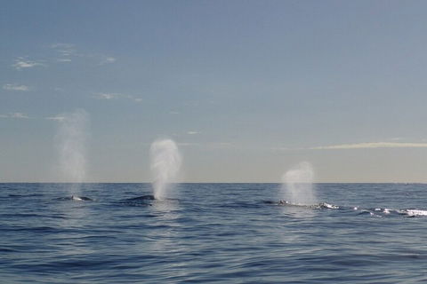Adventure Whale Watching Tour Mooloolaba - Lightning Ridge Tourism 3