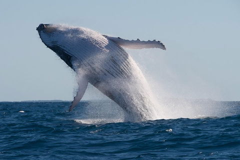 Adventure Whale Watching Tour Mooloolaba - Lightning Ridge Tourism 5