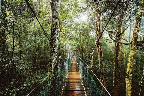 O'Reilly's & Lamington National Park From Gold Coast - Lightning Ridge Tourism 0