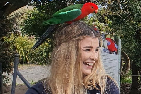 Lamington National Park, O'Reilly's & Vineyard Tour - Lightning Ridge Tourism 0