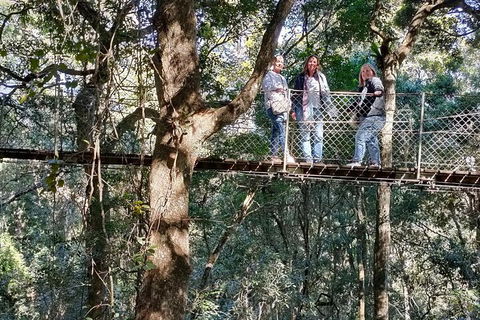 Lamington National Park, O'Reilly's & Vineyard Tour - Lightning Ridge Tourism 2