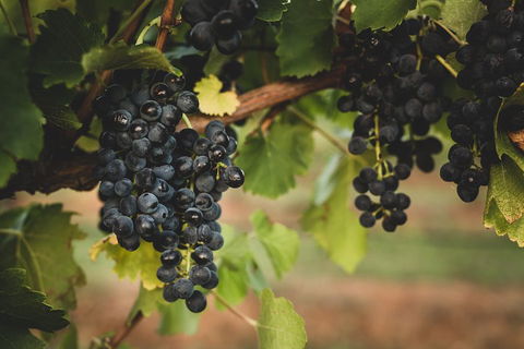 Hideaway Private Tours Hunter Valley- Indulgence Wine Tour (Full Day) - Lightning Ridge Tourism 3