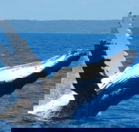 Mooloolaba Whale Watching Tour - Lightning Ridge Tourism