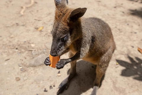 Chillagoe Caves And Outback Day Trip From Cairns - Lightning Ridge Tourism 5