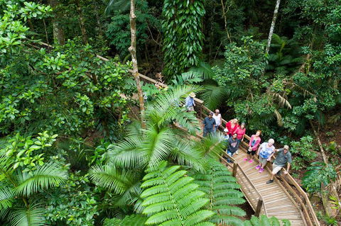 2 Day Daintree Rainforest, Cape Tribulation And Outback Chillagoe Tour - Lightning Ridge Tourism 3