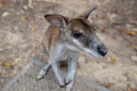 2 Day Daintree Rainforest, Cape Tribulation And Outback Chillagoe Tour - Lightning Ridge Tourism 4