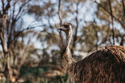 Wave Rock, York, Wildflowers, And Aboriginal Cultural Day Tour From Perth - Lightning Ridge Tourism 4