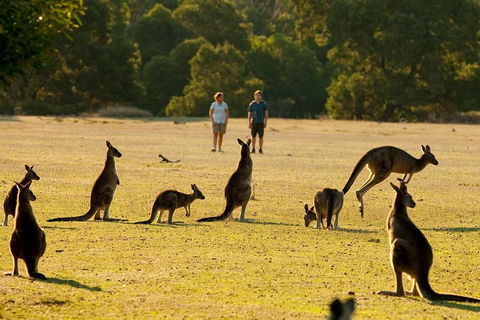 Grampians National Park Small-Group Eco Tour From Melbourne - Lightning Ridge Tourism 4