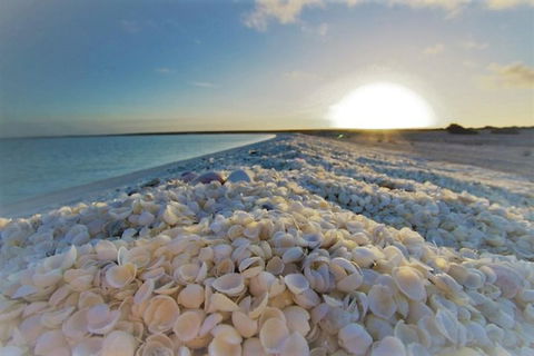 Monkey Mia Dolphins & Shark Bay Air Tour From Perth - Lightning Ridge Tourism 3