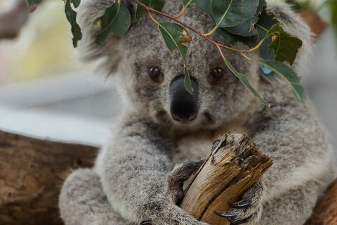 Private Phillip Island & Penguin Parade Hiking Tour From Melbourne - Lightning Ridge Tourism 1
