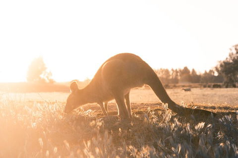 Private Phillip Island & Penguin Parade Hiking Tour From Melbourne - Lightning Ridge Tourism 2