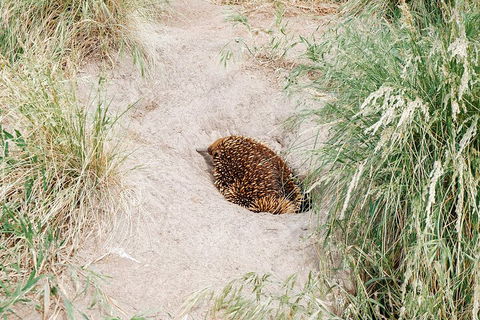 Private Phillip Island & Penguin Parade Hiking Tour From Melbourne - Lightning Ridge Tourism 3