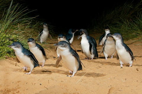 Private Phillip Island & Penguin Parade Hiking Tour From Melbourne - Lightning Ridge Tourism 4