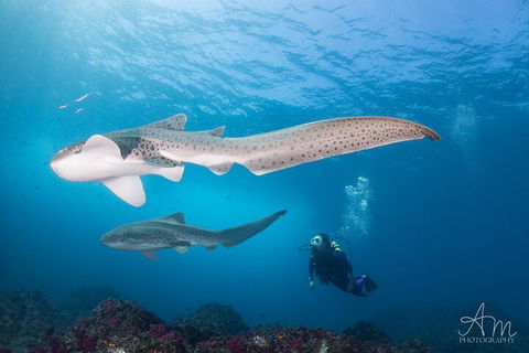 3-Hour Byron Bay Certified Scuba Diving Tour - Lightning Ridge Tourism 3