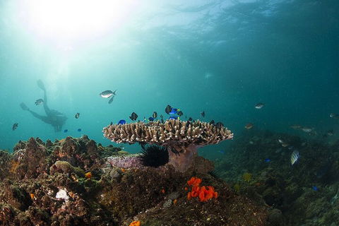 3-Hour Byron Bay Certified Scuba Diving Tour - Lightning Ridge Tourism 4