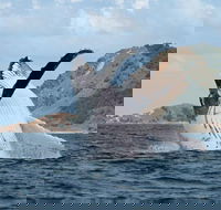 Byron Bay Whale Watching Cruise - Lightning Ridge Tourism