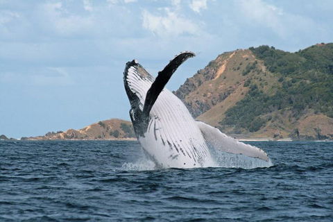Byron Bay Whale Watching Cruise - Lightning Ridge Tourism 0