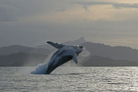Byron Bay Whale Watching Cruise - Lightning Ridge Tourism 1