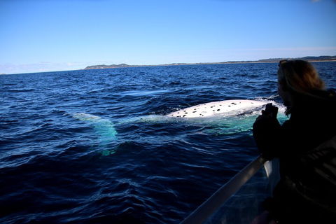 Byron Bay Whale Watching Cruise - Lightning Ridge Tourism 2