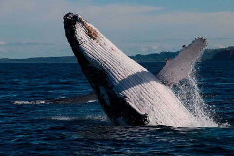 Byron Bay Whale Watching Cruise - Lightning Ridge Tourism 5