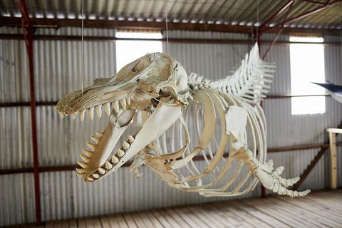 Albany's Whale Story - Lightning Ridge Tourism 3