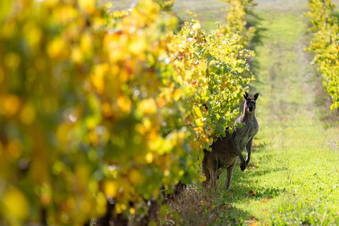 Margaret River 3 Day Escape - Lightning Ridge Tourism 4