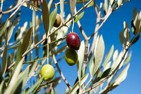 Fine Flavours - Full Day Kangaroo Island Food & Wine Tour - Lightning Ridge Tourism 4