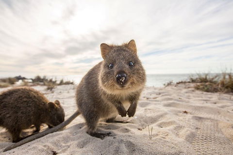 Rottnest Bayseeker Bus Tour From Hillarys Boat Harbour - Lightning Ridge Tourism 1