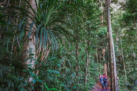 Atherton Tablelands Rain Forest By Night From Cairns - Lightning Ridge Tourism 0