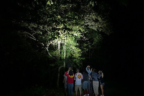 Atherton Tablelands Rain Forest By Night From Cairns - Lightning Ridge Tourism 2