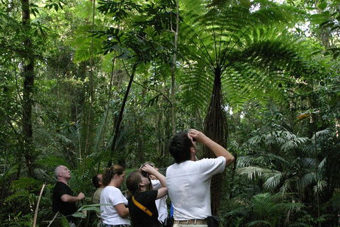 Atherton Tablelands Rain Forest By Night From Cairns - Lightning Ridge Tourism 3