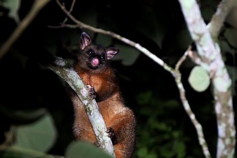 Atherton Tablelands Rain Forest By Night From Cairns - Lightning Ridge Tourism 4