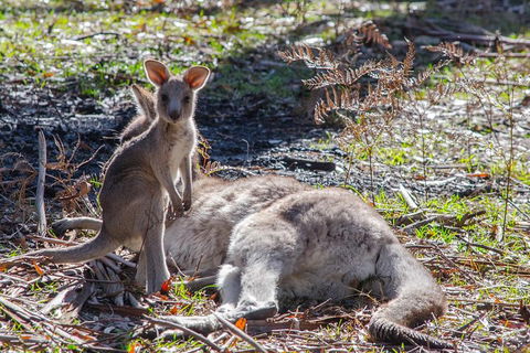 Adelaide To Melbourne 3-Day Trip Through Grampians And Great Ocean Road - Lightning Ridge Tourism 5