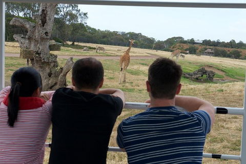 Off-Road Safari At Werribee Open Range Zoo - Lightning Ridge Tourism 4