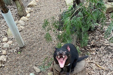Featherdale Wildlife Park General Admission - Lightning Ridge Tourism 1
