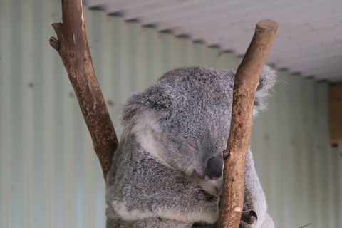 Featherdale Wildlife Park General Admission - Lightning Ridge Tourism 3