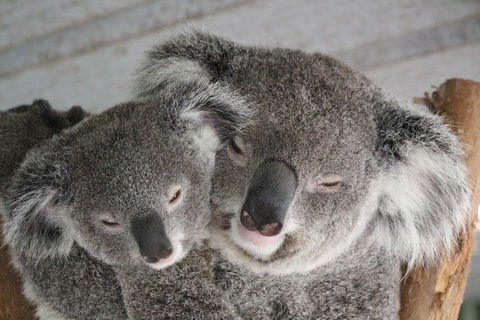 Featherdale Wildlife Park General Admission - Lightning Ridge Tourism 4
